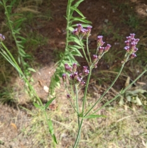 Verbena incompta at Molonglo Valley, ACT - 6 Feb 2022