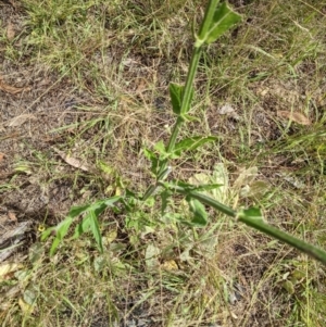 Verbena incompta at Molonglo Valley, ACT - 6 Feb 2022