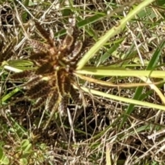 Cyperus sanguinolentus (A Sedge) at Molonglo Valley, ACT - 6 Feb 2022 by abread111