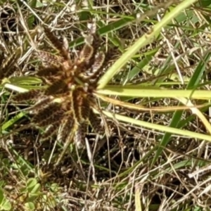 Cyperus sanguinolentus at Molonglo Valley, ACT - 6 Feb 2022