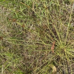 Cyperus sanguinolentus at Molonglo Valley, ACT - 6 Feb 2022 02:32 PM