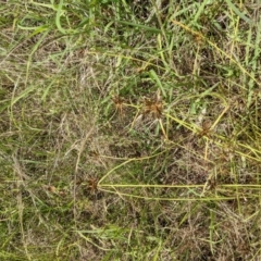 Cyperus sanguinolentus at Molonglo Valley, ACT - 6 Feb 2022