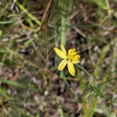 Tricoryne elatior (Yellow Rush Lily) at Molonglo Valley, ACT - 6 Feb 2022 by abread111