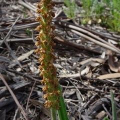 Plantago varia at Molonglo Valley, ACT - 19 Sep 2020 01:38 PM