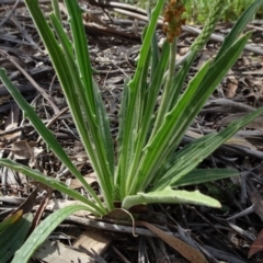 Plantago varia at Molonglo Valley, ACT - 19 Sep 2020 01:38 PM