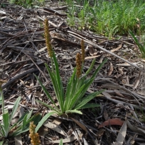 Plantago varia at Molonglo Valley, ACT - 19 Sep 2020 01:38 PM