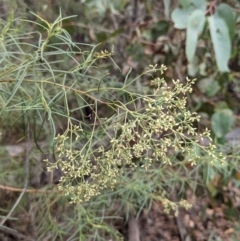 Cassinia quinquefaria (Rosemary Cassinia) at Molonglo Valley, ACT - 6 Feb 2022 by abread111