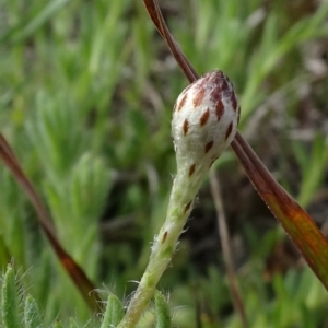 Leptorhynchos squamatus subsp. squamatus at Molonglo Valley, ACT - 19 Sep 2020