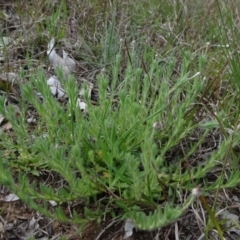 Leptorhynchos squamatus subsp. squamatus at Molonglo Valley, ACT - 19 Sep 2020