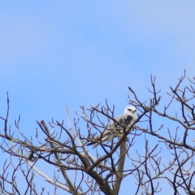 Elanus axillaris (Black-shouldered Kite) at Lake Bathurst, NSW - 6 Feb 2022 by Rixon