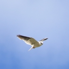 Elanus axillaris at Lake Bathurst, NSW - 6 Feb 2022