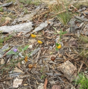 Solanum cinereum at Molonglo Valley, ACT - 6 Feb 2022