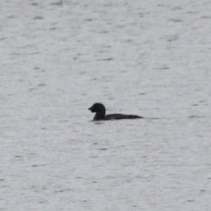 Biziura lobata at Lake Bathurst, NSW - 6 Feb 2022