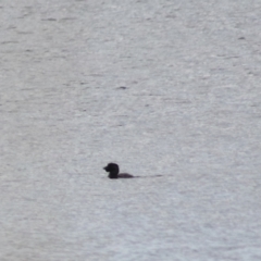 Biziura lobata at Lake Bathurst, NSW - 6 Feb 2022 03:41 PM