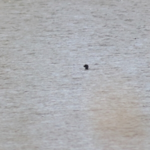 Biziura lobata at Lake Bathurst, NSW - 6 Feb 2022 03:41 PM