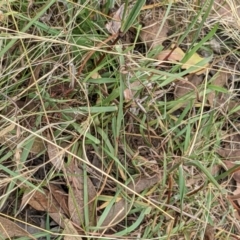 Bothriochloa macra (Red Grass, Red-leg Grass) at Molonglo Valley, ACT - 6 Feb 2022 by abread111