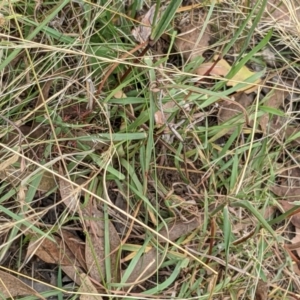 Bothriochloa macra at Molonglo Valley, ACT - 6 Feb 2022 01:35 PM