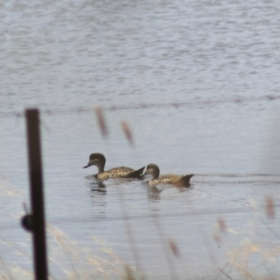 Anas gracilis (Grey Teal) at Lake Bathurst, NSW - 6 Feb 2022 by Rixon