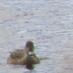 Anas gracilis at Lake Bathurst, NSW - 6 Feb 2022