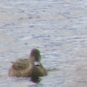 Anas gracilis at Lake Bathurst, NSW - 6 Feb 2022