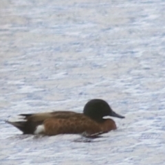 Anas castanea (Chestnut Teal) at Lake Bathurst, NSW - 6 Feb 2022 by Rixon