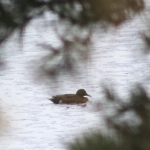 Anas castanea at Lake Bathurst, NSW - 6 Feb 2022