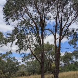 Eucalyptus macrorhyncha at Block 402 - 6 Feb 2022