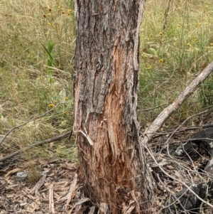 Eucalyptus macrorhyncha at Block 402 - 6 Feb 2022