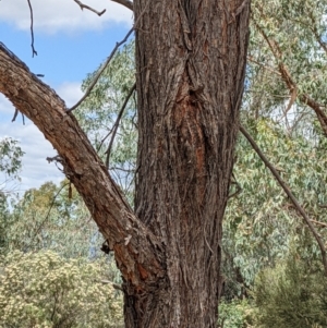 Eucalyptus macrorhyncha at Block 402 - 6 Feb 2022