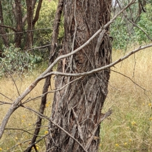 Eucalyptus macrorhyncha at Block 402 - 6 Feb 2022