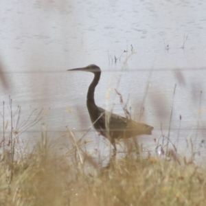 Egretta novaehollandiae at Lake Bathurst, NSW - 6 Feb 2022