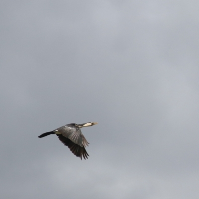 Microcarbo melanoleucos (Little Pied Cormorant) at Lake Bathurst, NSW - 6 Feb 2022 by Rixon