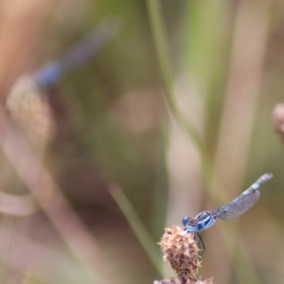 Austrolestes annulosus (Blue Ringtail) at Lake Bathurst, NSW - 6 Feb 2022 by Rixon