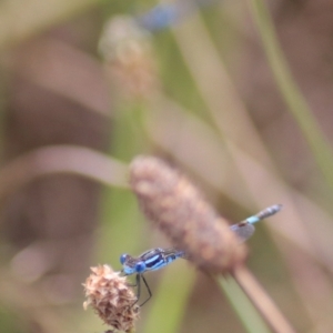 Austrolestes annulosus at Lake Bathurst, NSW - 6 Feb 2022