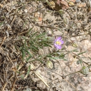 Spergularia rubra at Molonglo Valley, ACT - 6 Feb 2022 01:29 PM