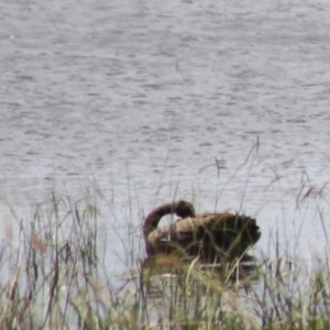 Cygnus atratus at Lake Bathurst, NSW - 6 Feb 2022