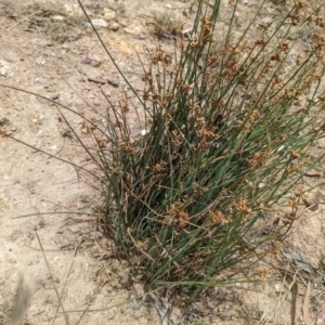 Juncus subsecundus at Molonglo Valley, ACT - 6 Feb 2022