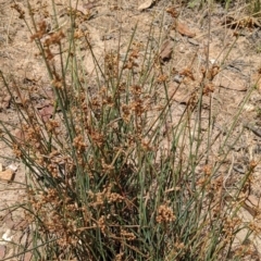 Juncus subsecundus at Molonglo Valley, ACT - 6 Feb 2022