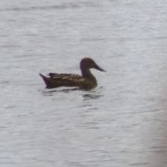 Spatula rhynchotis (Australasian Shoveler) at Lake Bathurst, NSW - 6 Feb 2022 by Rixon