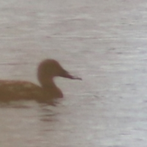 Spatula rhynchotis at Lake Bathurst, NSW - 6 Feb 2022