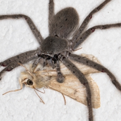 Isopeda sp. (genus) (Huntsman Spider) at Melba, ACT - 4 Dec 2021 by kasiaaus
