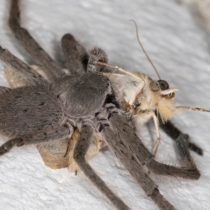 Isopeda sp. (genus) at Melba, ACT - 4 Dec 2021