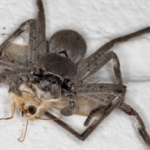 Isopeda sp. (genus) at Melba, ACT - 4 Dec 2021