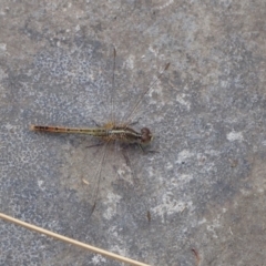 Diplacodes bipunctata (Wandering Percher) at Murrumbateman, NSW - 6 Feb 2022 by SimoneC