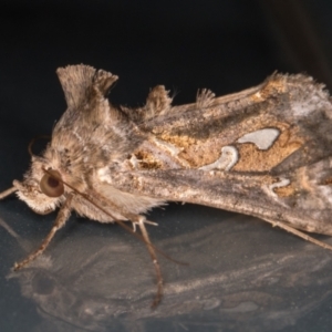 Chrysodeixis argentifera at Melba, ACT - 3 Dec 2021