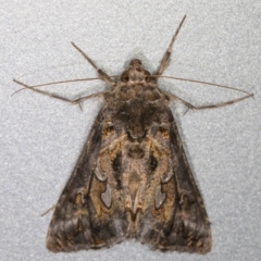 Chrysodeixis argentifera at Melba, ACT - 3 Dec 2021