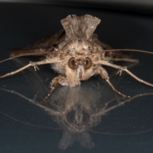 Chrysodeixis argentifera at Melba, ACT - 3 Dec 2021