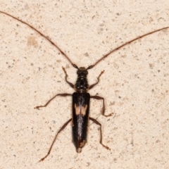 Epithora dorsalis (Longicorn Beetle) at Melba, ACT - 3 Dec 2021 by kasiaaus