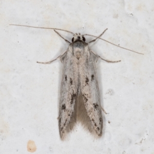 Oecophoridae provisional species 2 at Melba, ACT - 3 Dec 2021 10:27 PM