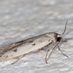 Oecophoridae provisional species 2 at Melba, ACT - 3 Dec 2021